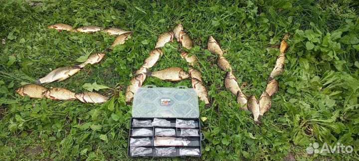 Убийца карпа карася и другой мирной рыбы