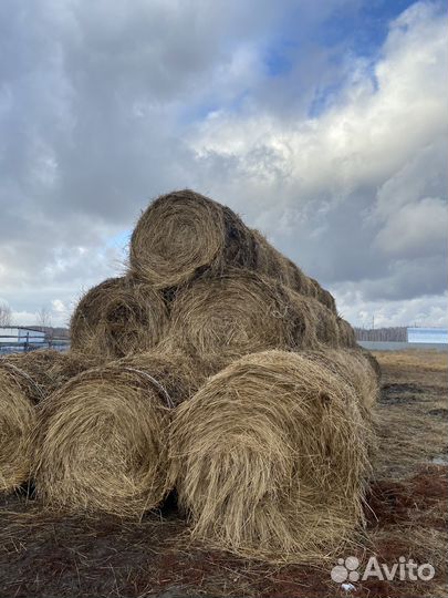 Сено в рулонах 2023