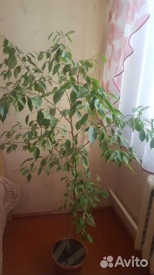 Фикус бенджамина