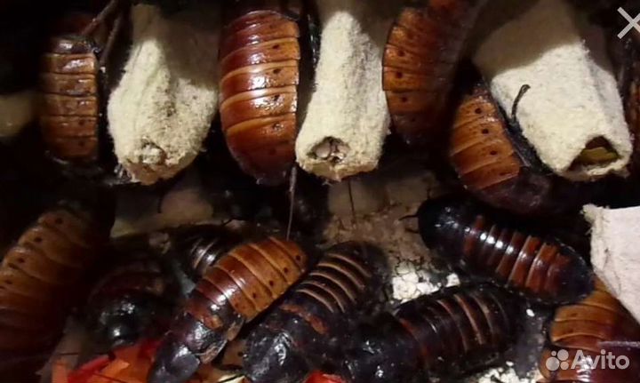 Мадагаскарские тараканы