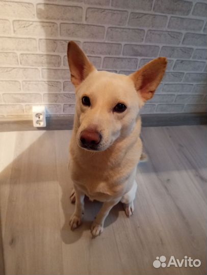 Вязка папа сибуин мама дворняга