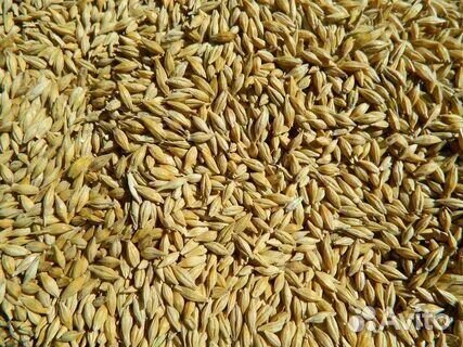 Зерно пшеница ячмень