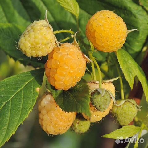 Малина желтая, вишня