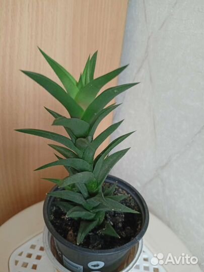 Суккуленты: хавортия, алоэ вера, толстянка