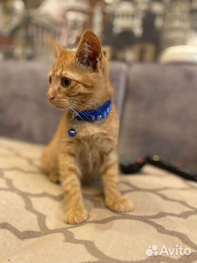 Мальчик 2 месяца приучен к лотку