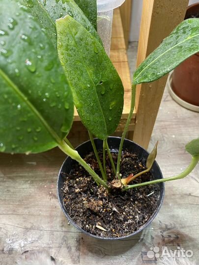 Антуриумы цветущие разные, детки антуриумов