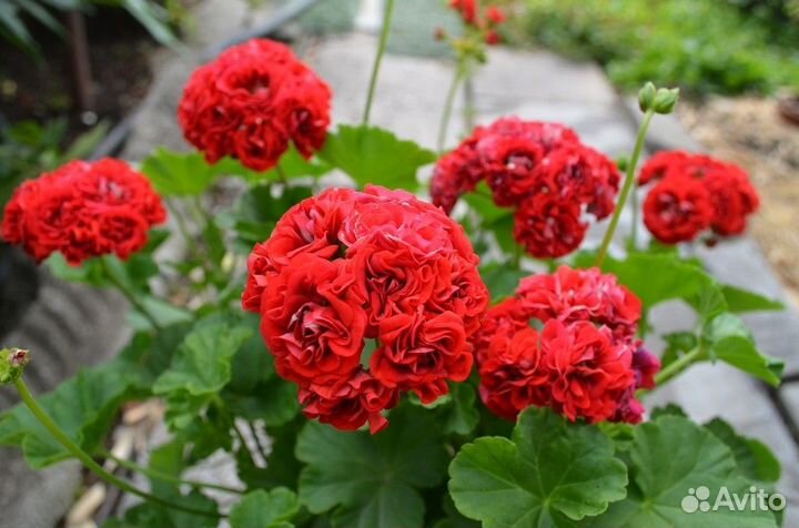 Пеларгония срез