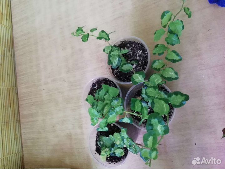 Фикусы, несколько сортов