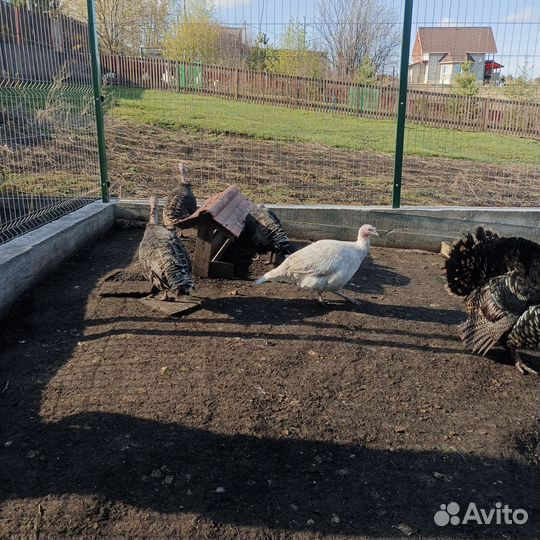 Индюк на племя