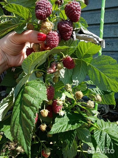 Малина ремонтантная