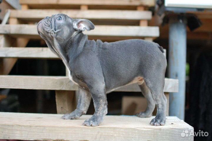 Французский бульдог голубой мальчик