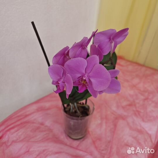 Орхидея фаленопсис
