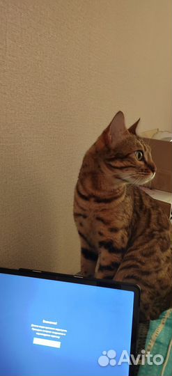 Бенгальская кошка