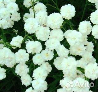 Жемчужница. Эффектный многолетник, неприхотлива