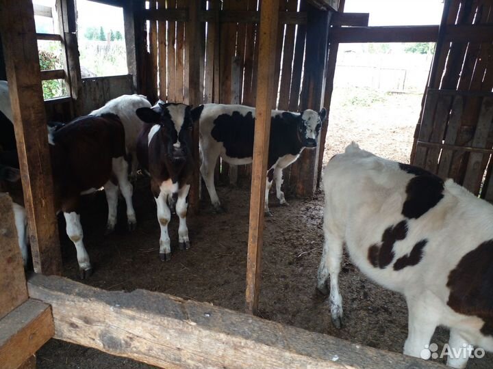 Телята бычки