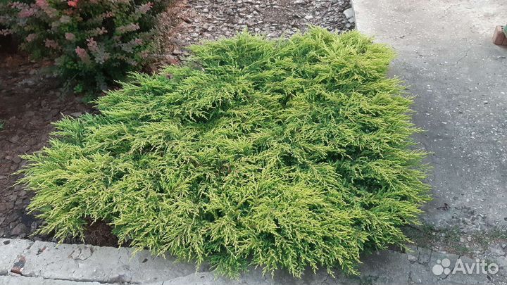 Можжевельник обыкновенный 