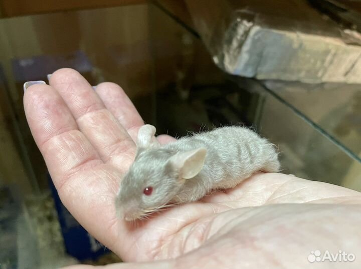 Декоративные и сатиновые мышки