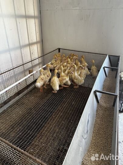 Подрощеные утята растут за 51 день 4 кг