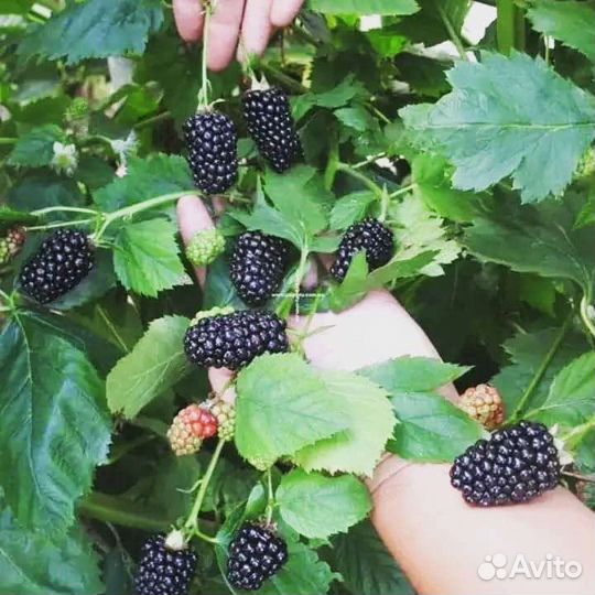 Ежевика саженцы