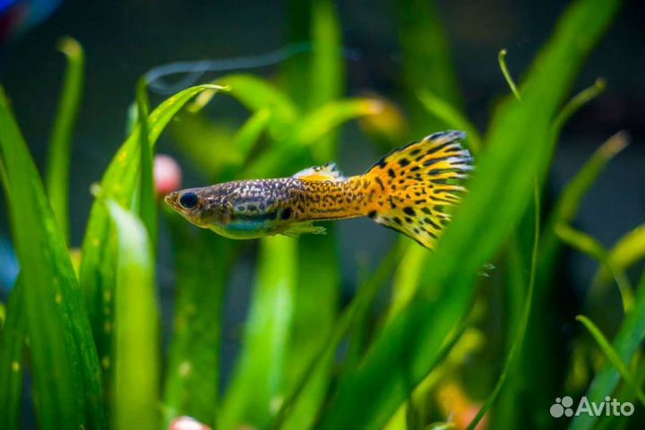 Рыбки гуппи
