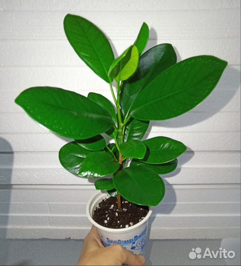 Фикус Мокламе Голден Моник Диверсифолия Наташа