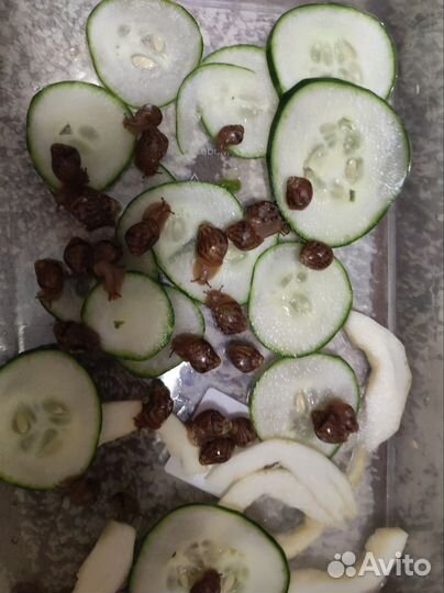 Улитки ахатины