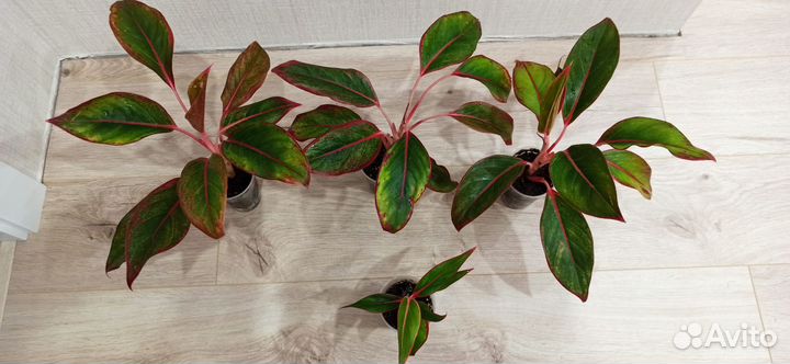 Аглаонема Крит