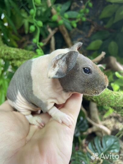 Морская свинка скинни