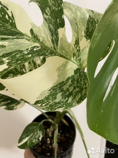 Монстера альба