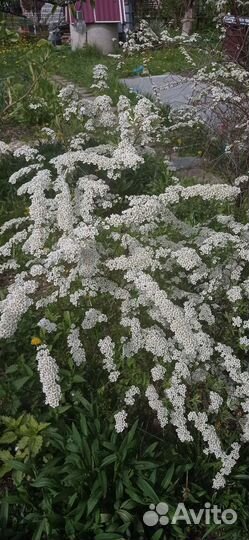 Спирея невеста