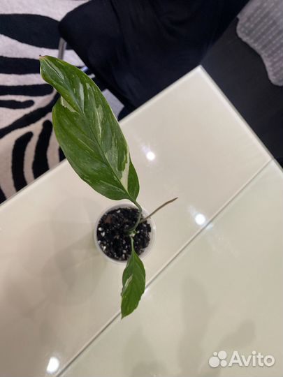 Спатифиллум даймонд