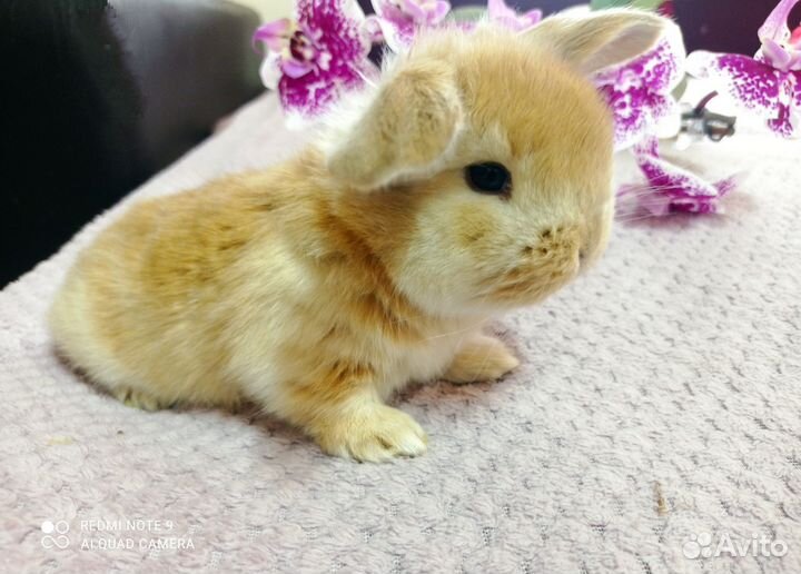 Кролики французский баран. Калифорния