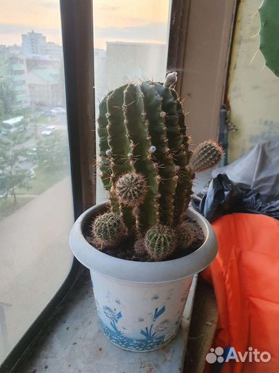 Кактус