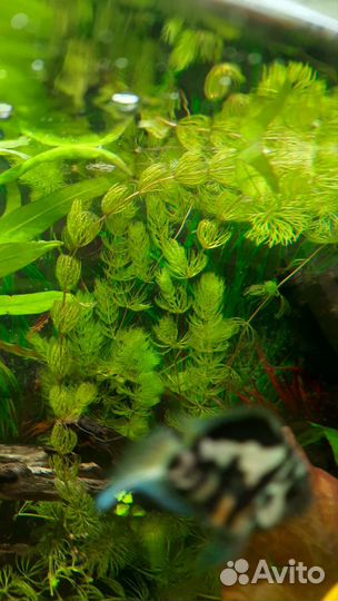 Аквариумные растения прополка