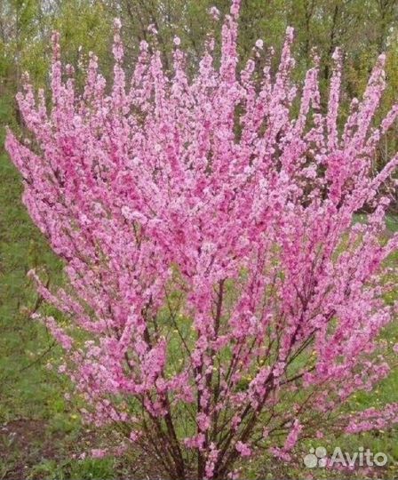 Миндаль розовый шар саженец 2-х летка с доставкой