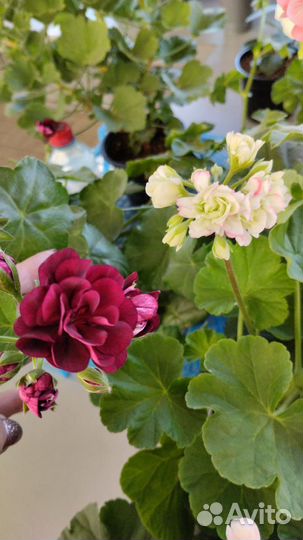 Пеларгония герань