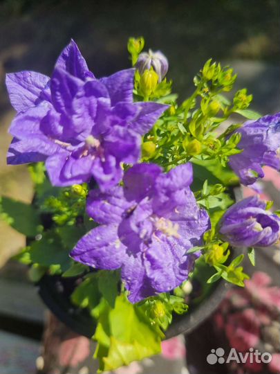 Кампанула жених махровый