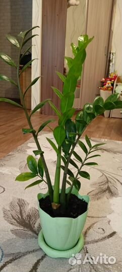 Комнатные цветы