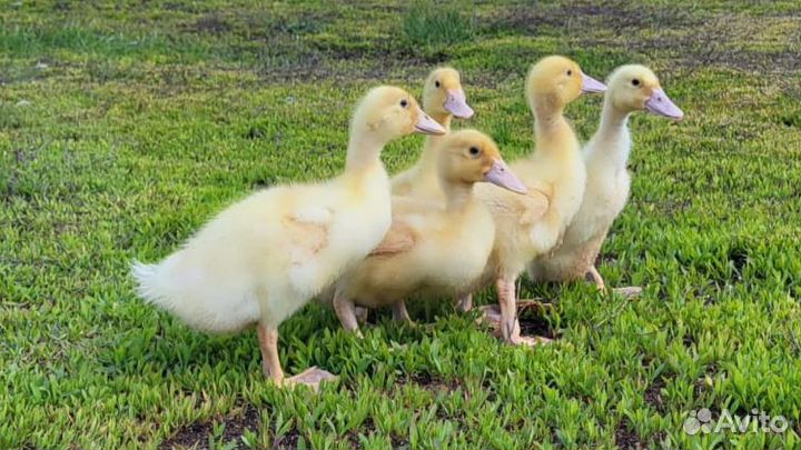 Бройлеры 40 дневные куры молодки несушки