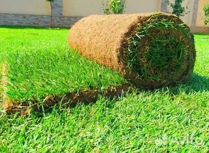 Газон рулонный