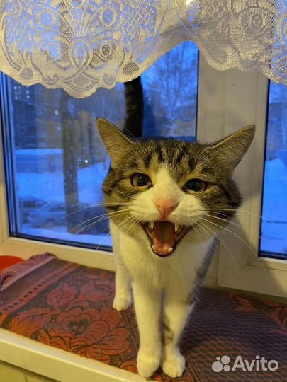 Кот в добрые руки