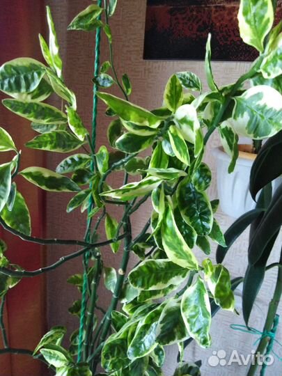 Цветок для дома