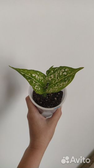 Аглаонема ферст Даймонд