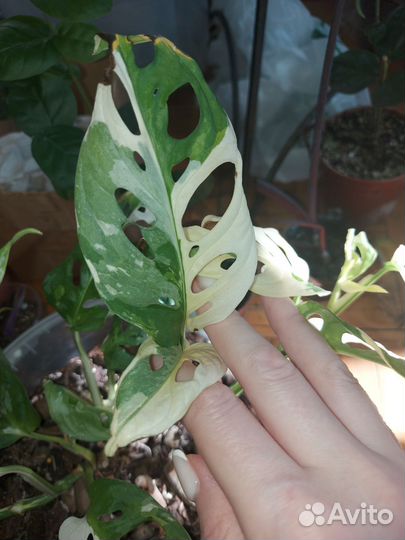 Монстеры, алоказии, ктенанты, маранты