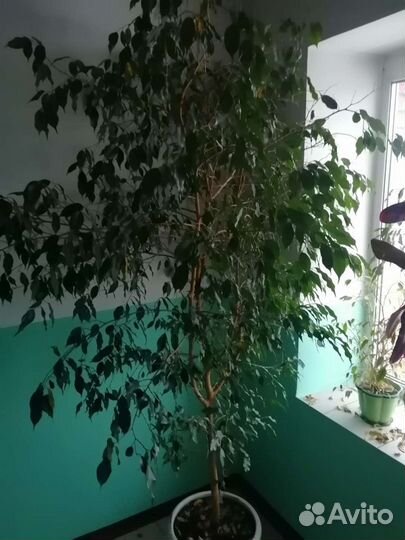 Крупное растение