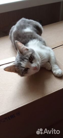 Котенок девочка в добрые руки