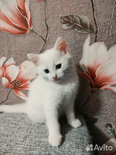 Белый котёнок мальчик