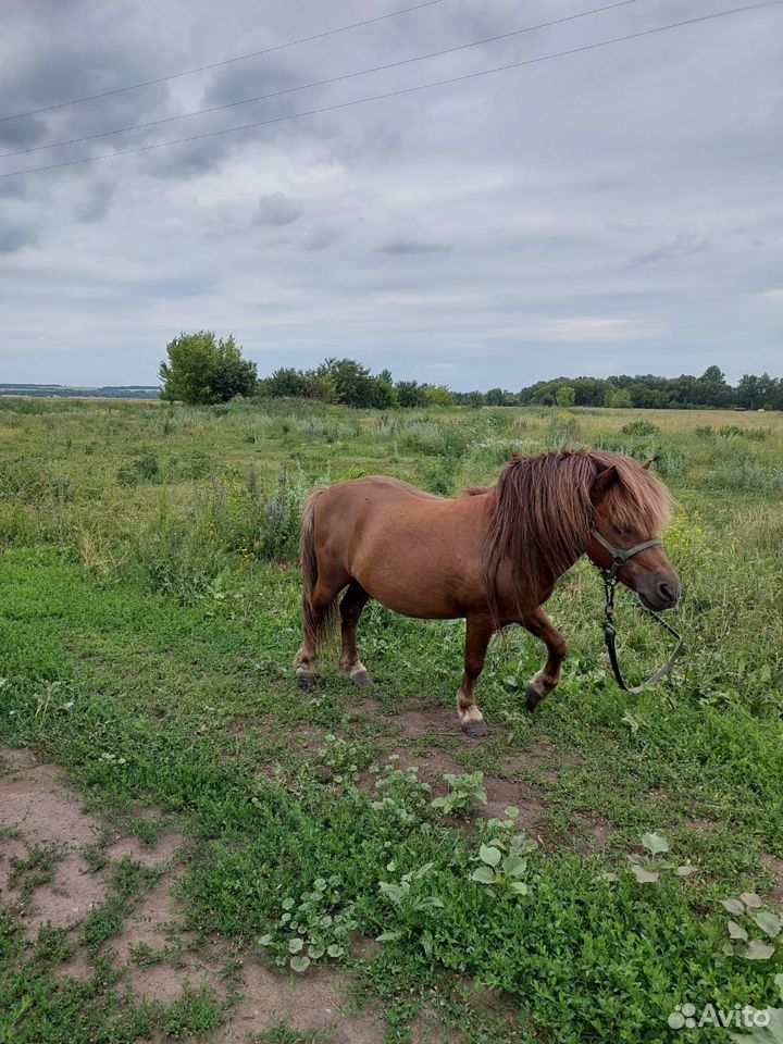 Пони