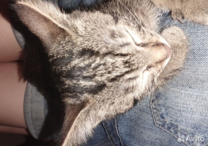 Отдам котенка в добрые руки