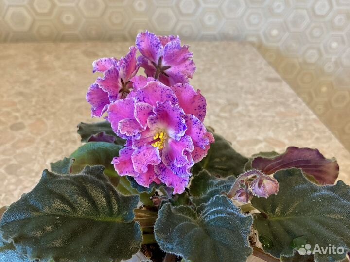 Фиалка с огромным цветами